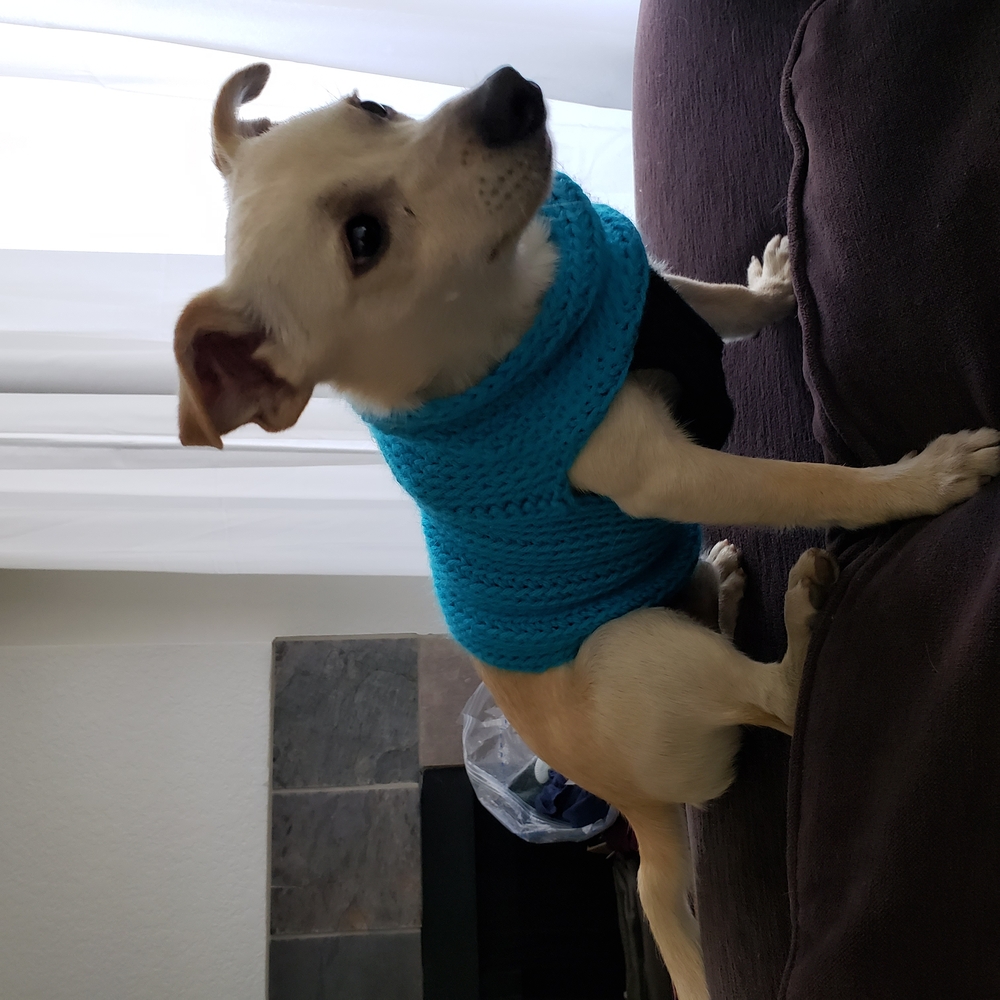 Handmade DOG SWEATER -- Rust - Picture 4 of 5